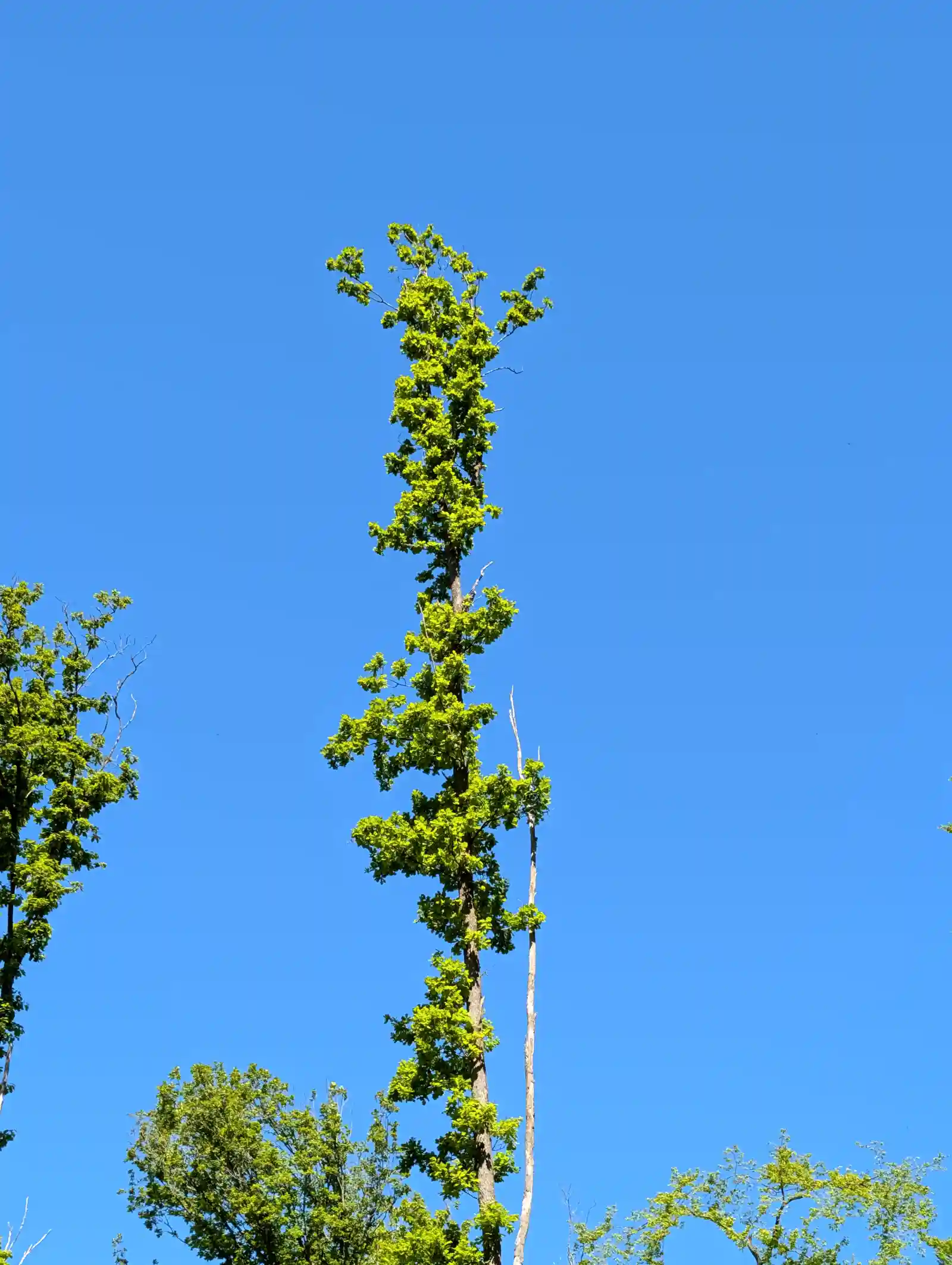Fürstlich Löwenstein'scher Park